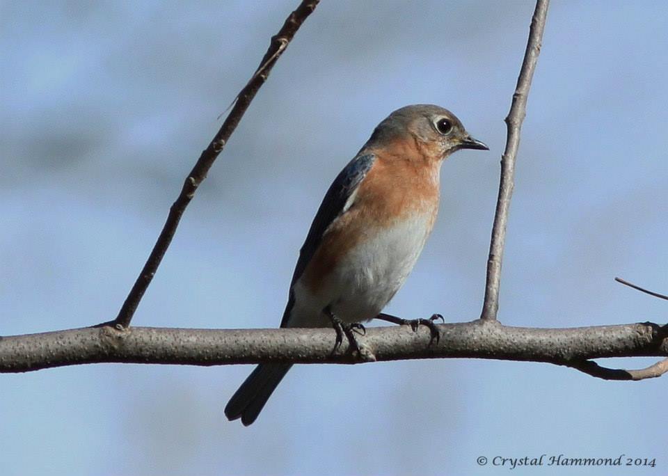 Female Eastern Bluebird.jpg